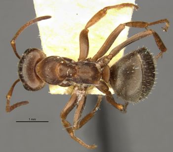 Media type: image;   Entomology 8878 Aspect: habitus dorsal view